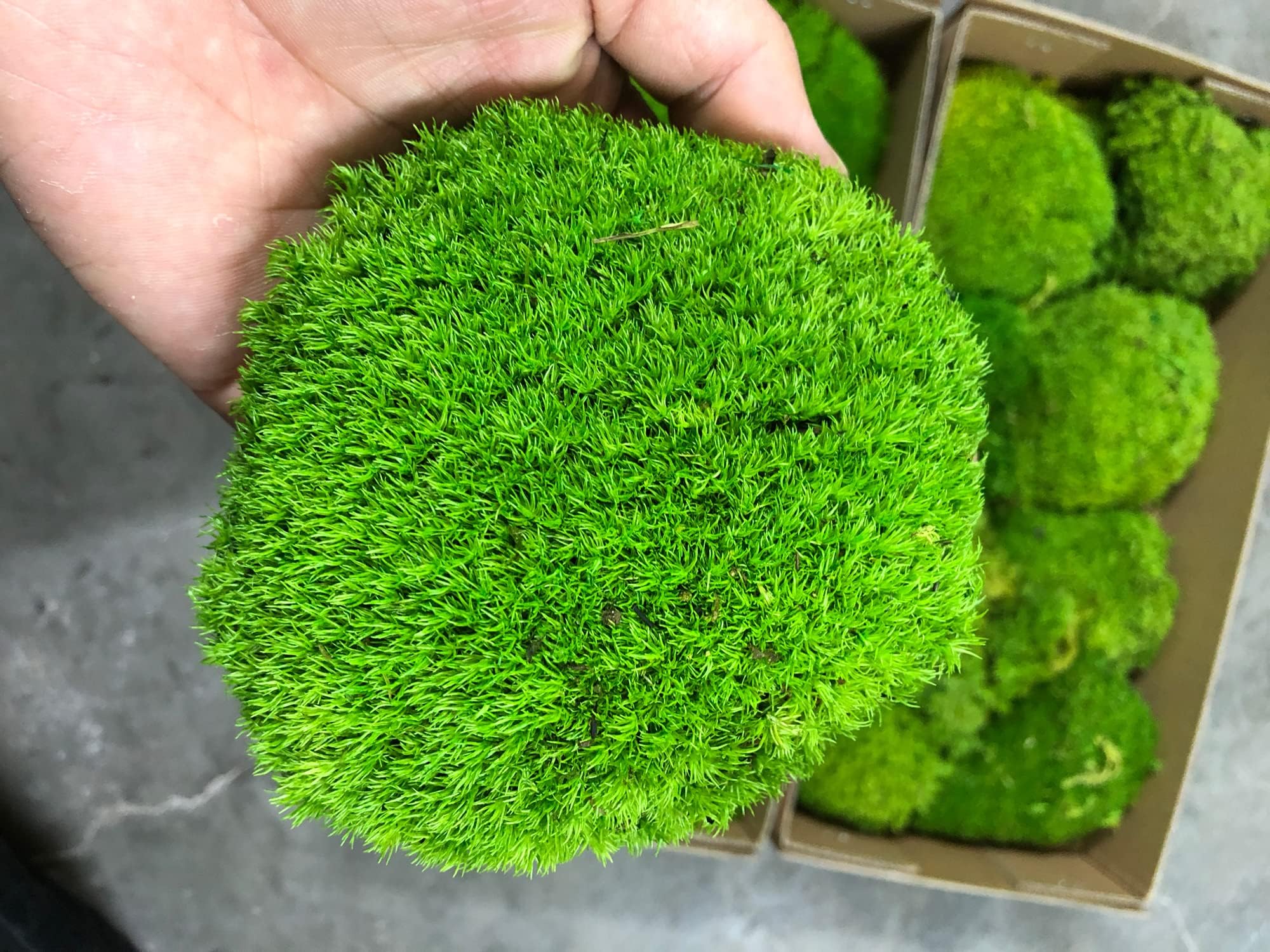موس وسادة